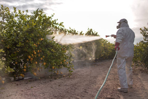 Best Local Pest Control Services  in Edgewood, KY