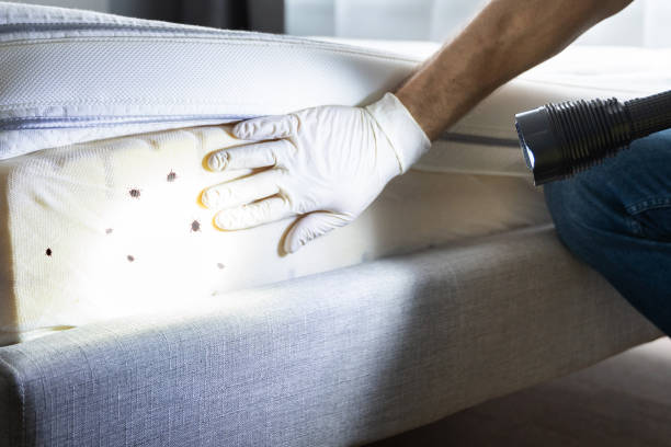 Flea Control Services in Edgewood, KY