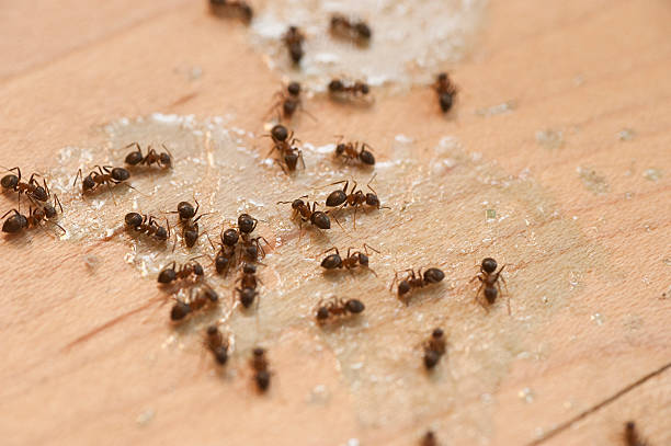 Best Wasp Removal Services  in Edgewood, KY