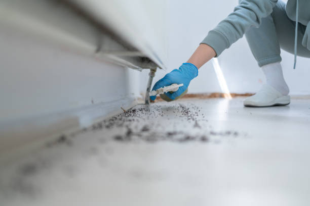 Best Affordable Pest Control Services  in Edgewood, KY